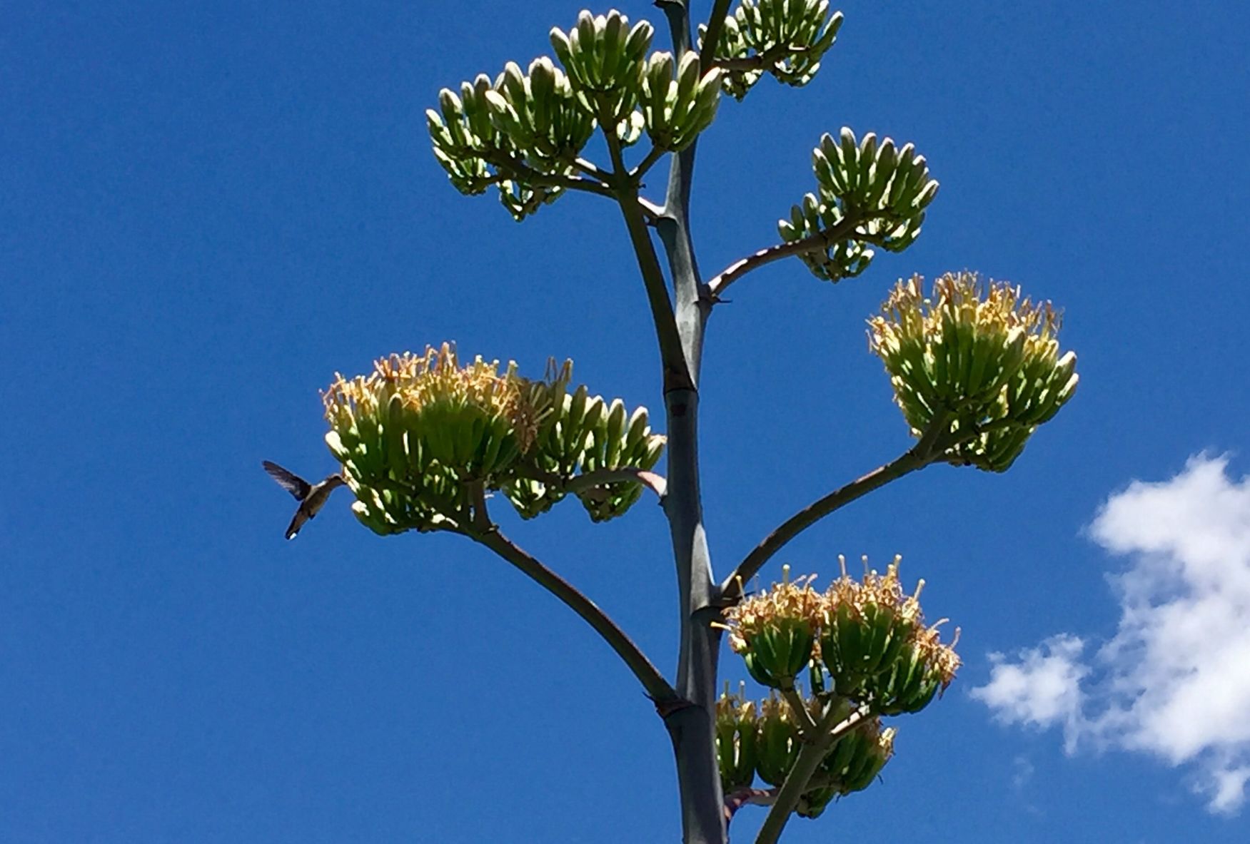 Feasting hummingbird